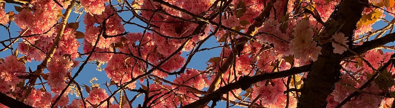 Cherry blossoms against a blue sky